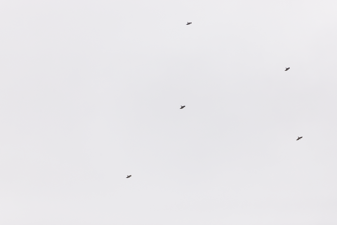 ハネビロノスリ - ML643407928