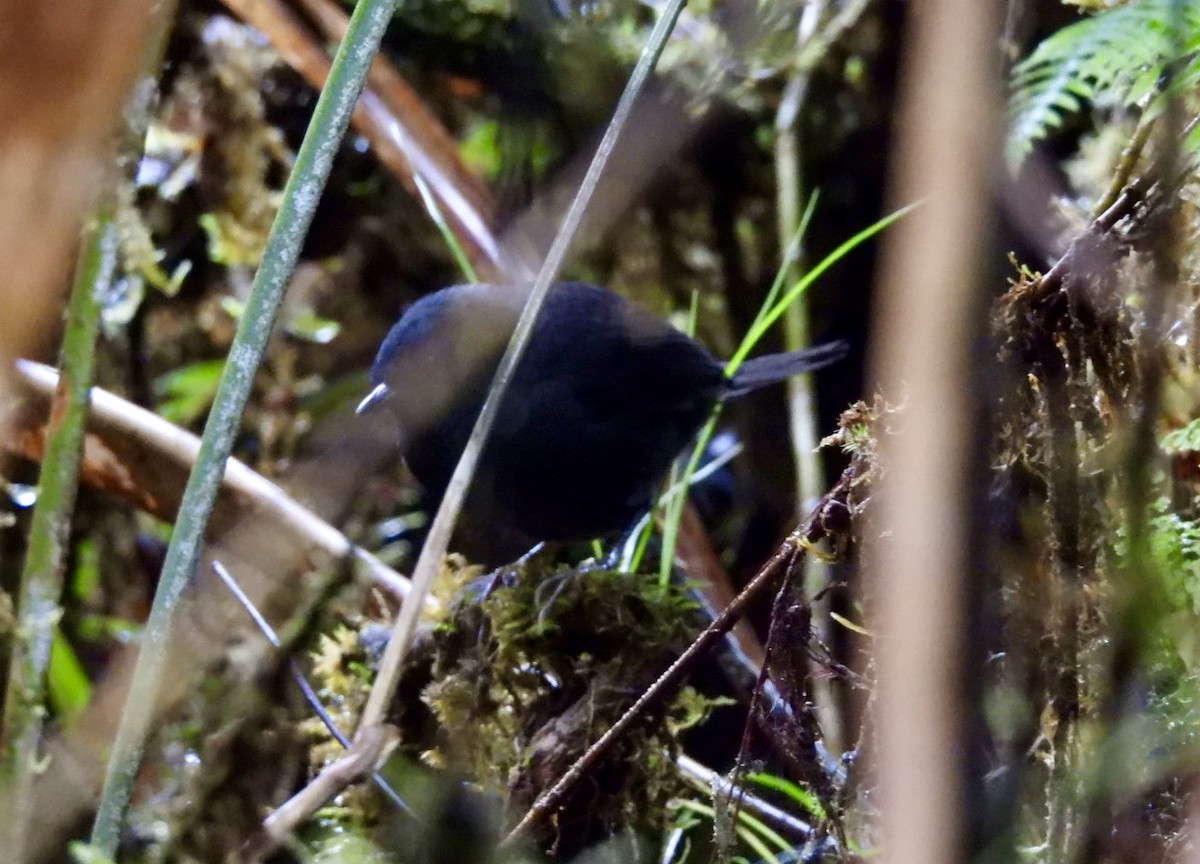 Blackish Tapaculo - ML643407952