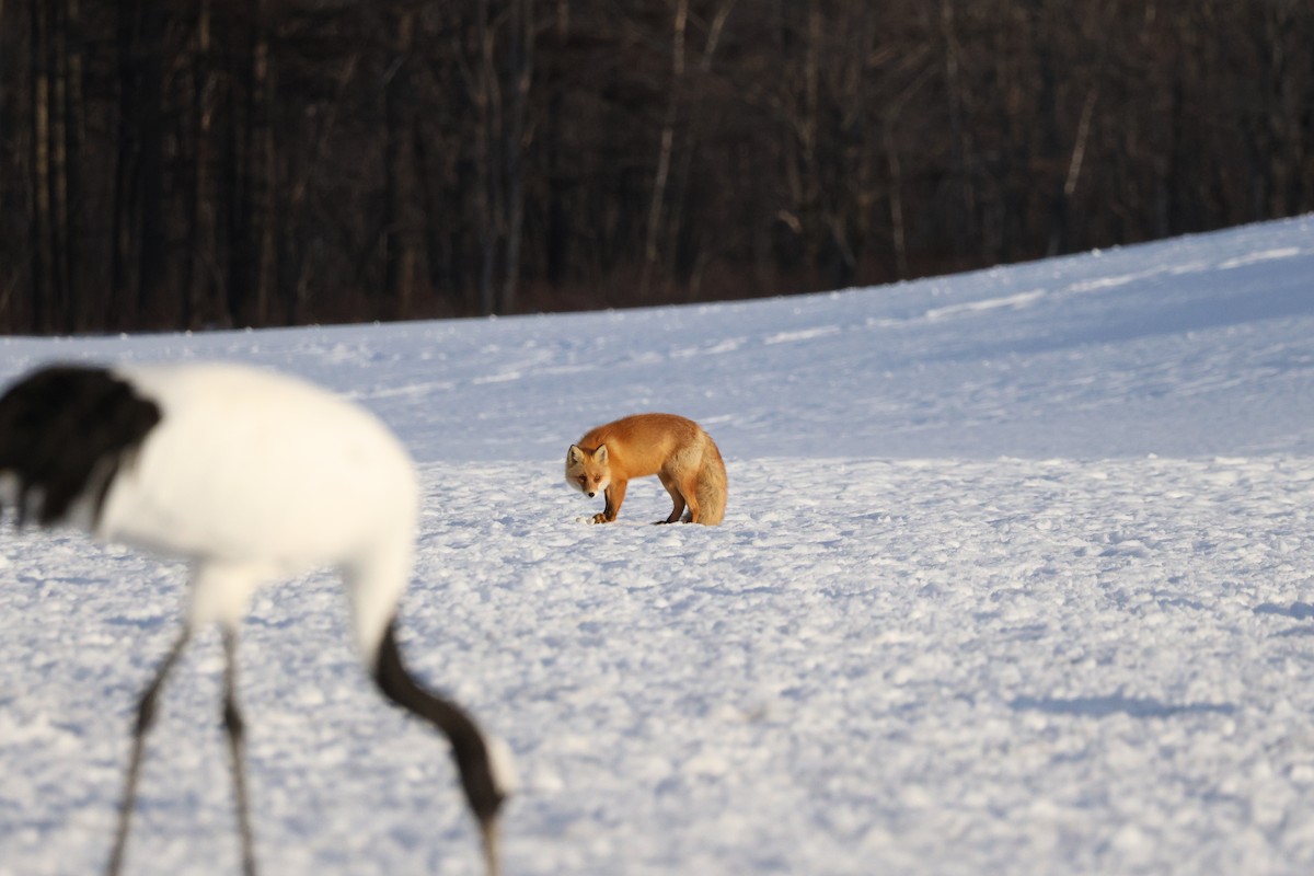 Ezo Red Fox - ML643407954