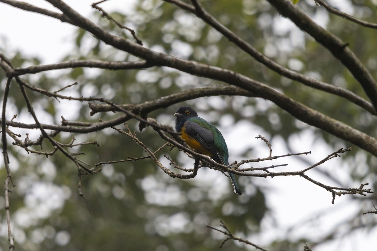 Trogon pattu - ML643407970