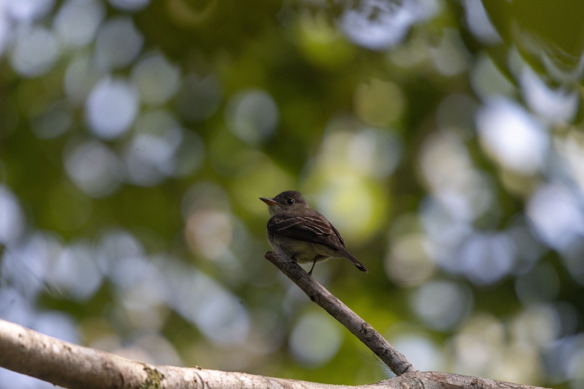 Yellow-bellied Flycatcher - ML643407975
