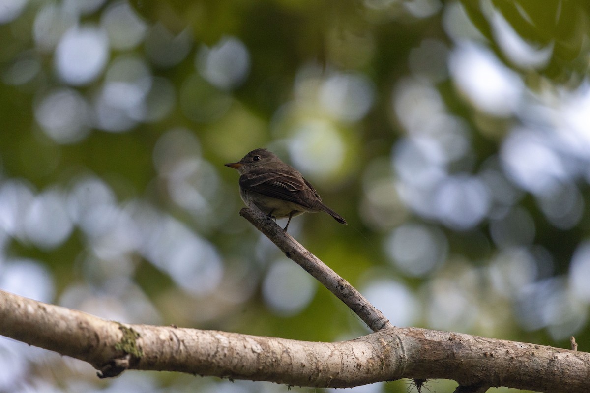 Yellow-bellied Flycatcher - ML643407977
