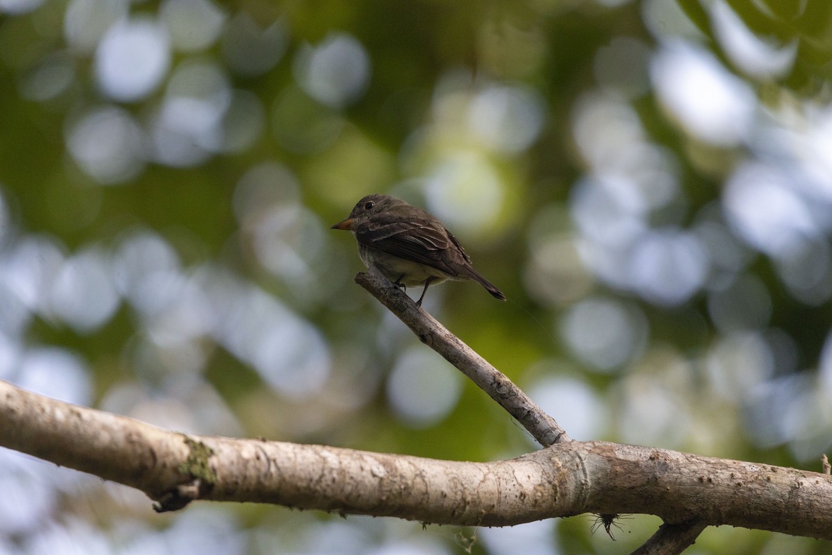 Yellow-bellied Flycatcher - ML643407978