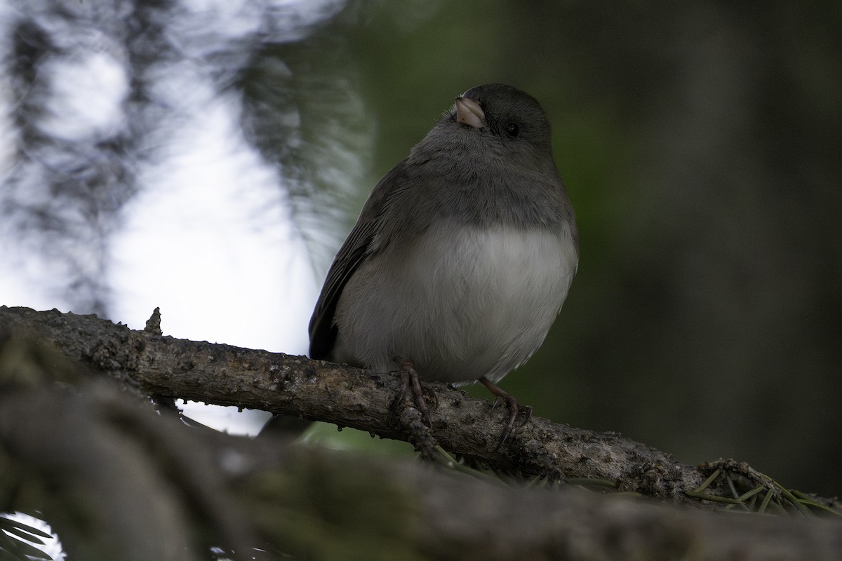 Dark-eyed Junco (Slate-colored) - ML643408013