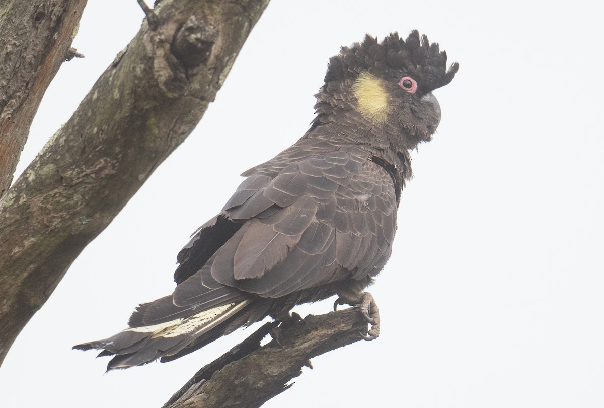 Yellow-tailed Black-Cockatoo - ML643408019