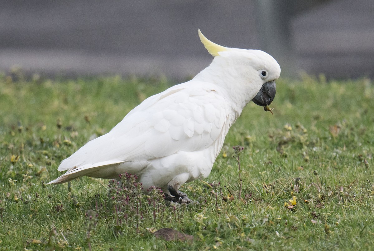 Sulphur-crested Cockatoo - ML643408023