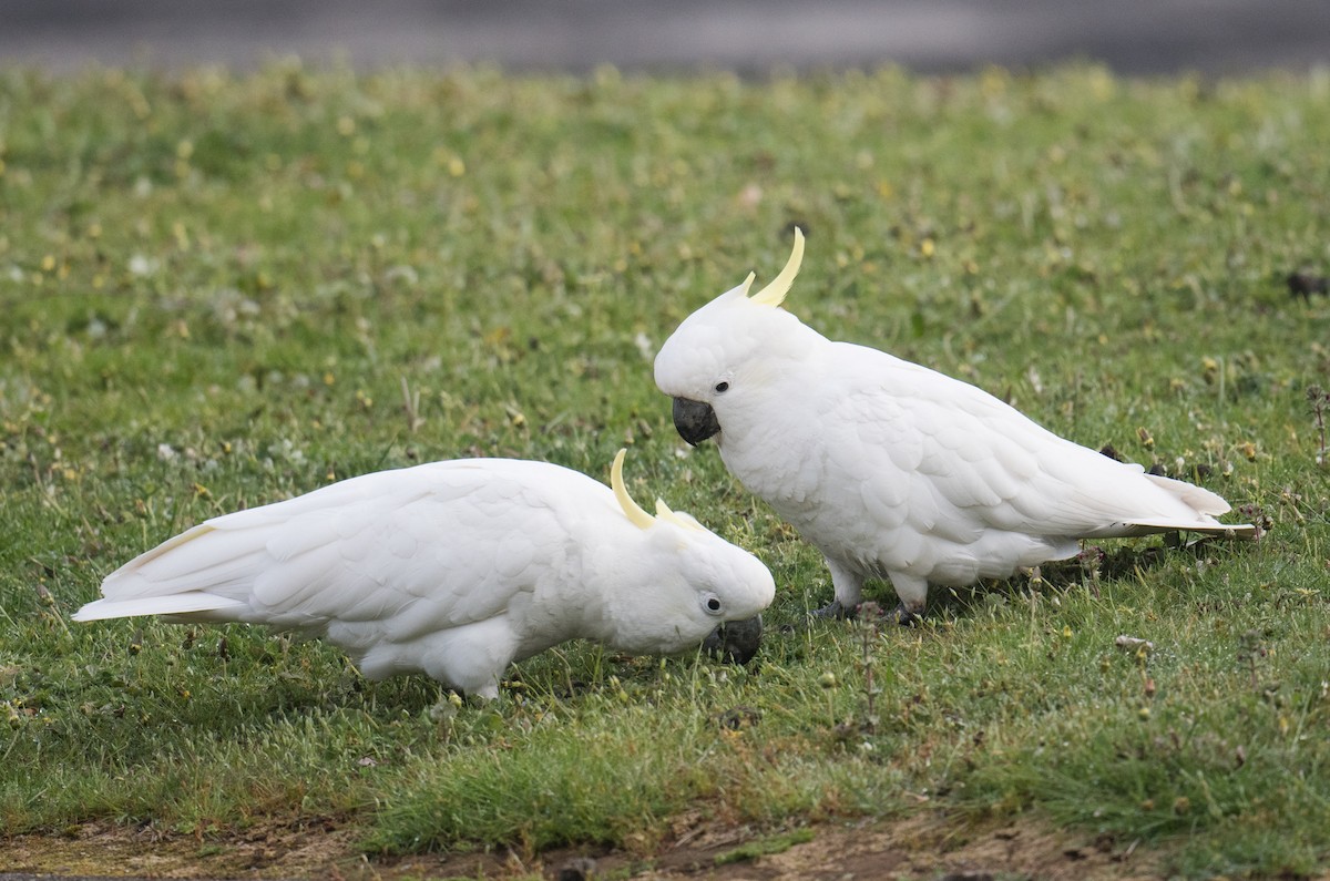 Sulphur-crested Cockatoo - ML643408027