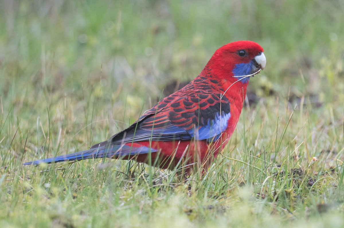 Crimson Rosella - ML643408029