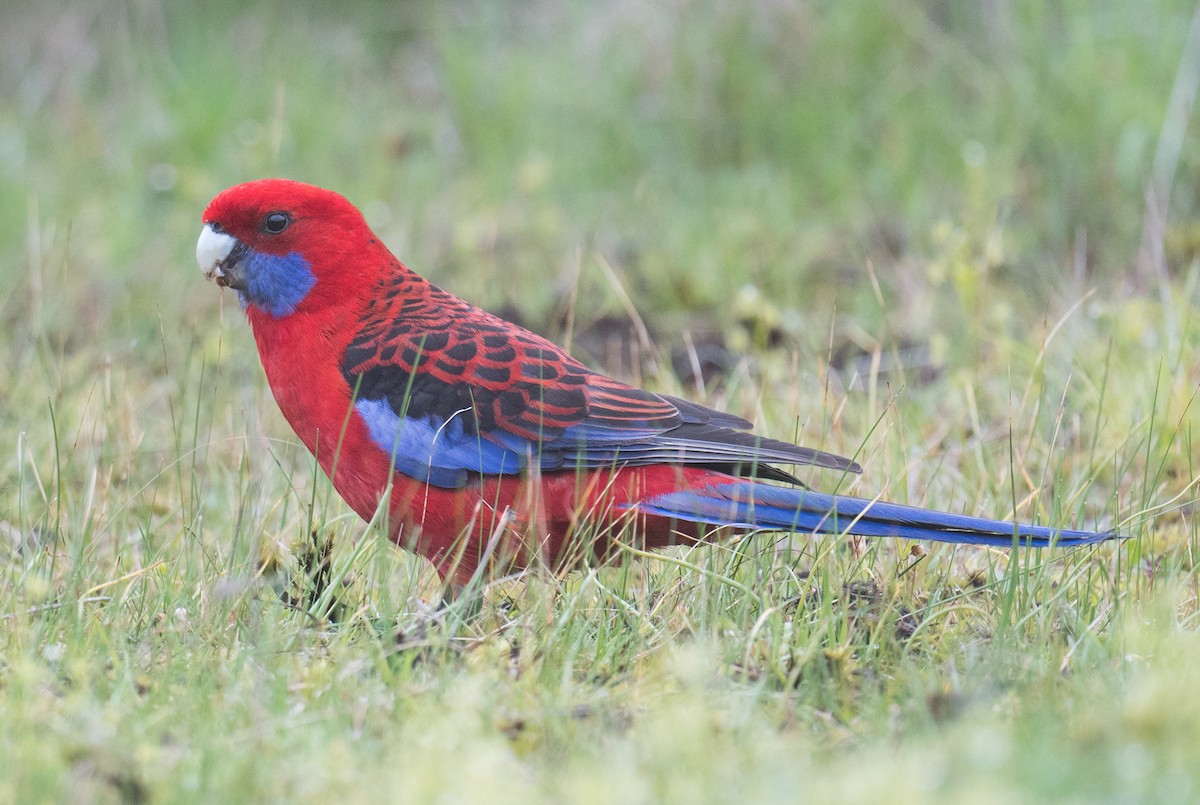 Crimson Rosella - ML643408032
