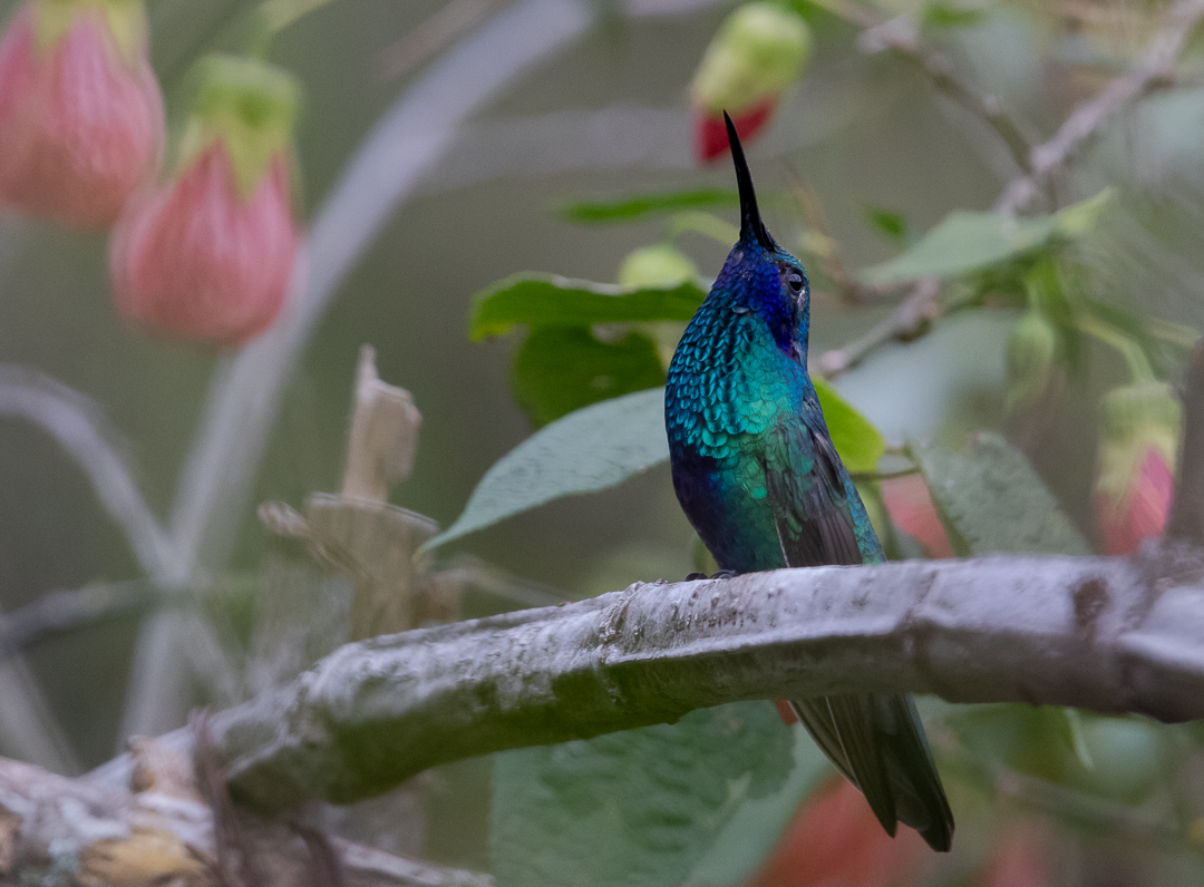 Sparkling Violetear - ML643408036