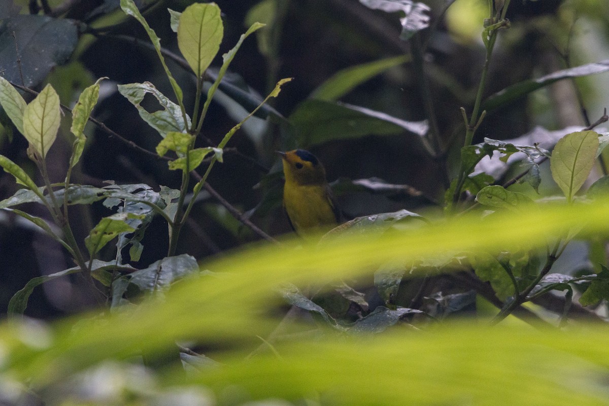 Wilson's Warbler - ML643408040