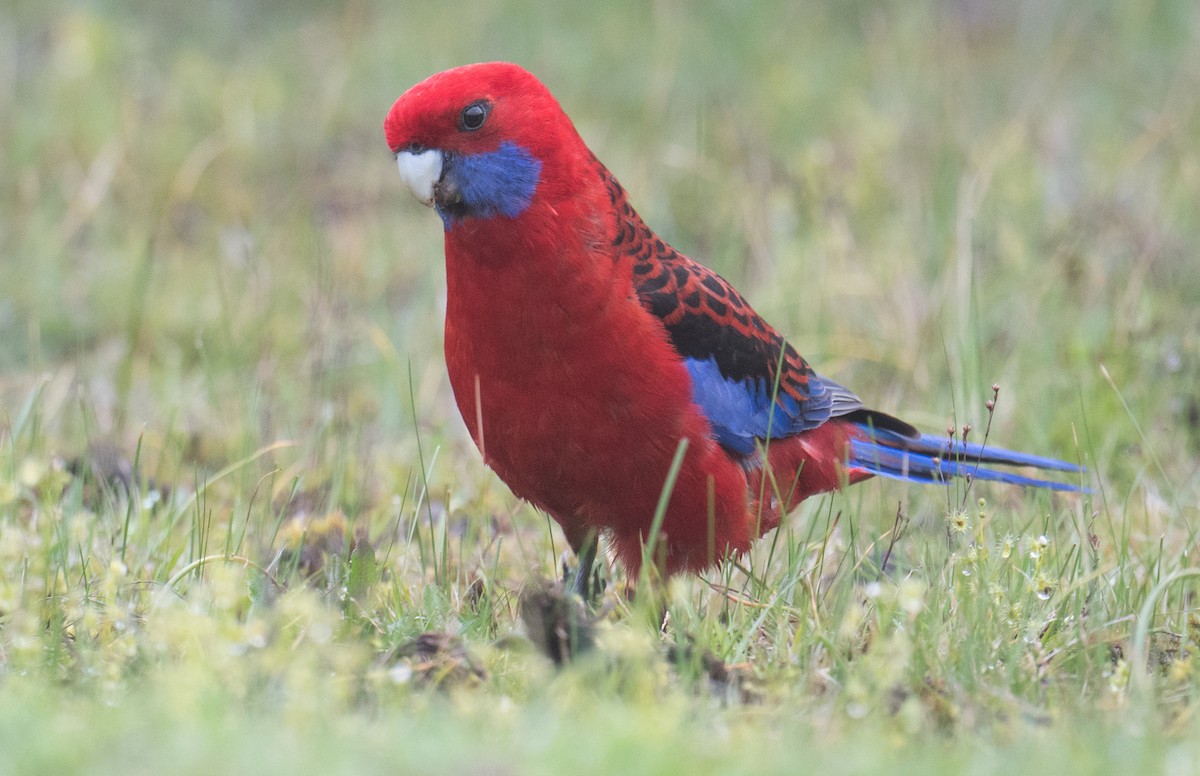 Crimson Rosella - ML643408041