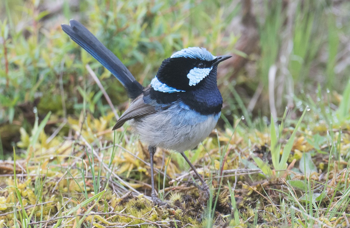 Superb Fairywren - ML643408057