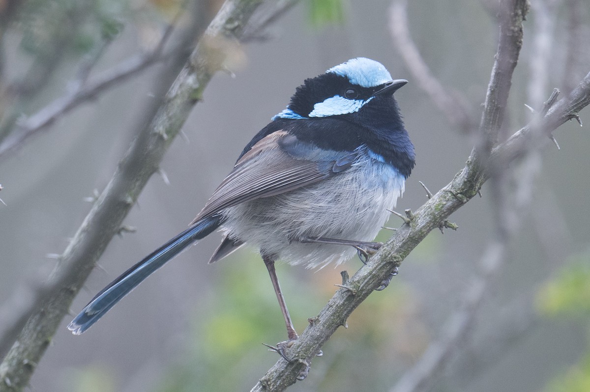 Superb Fairywren - ML643408063