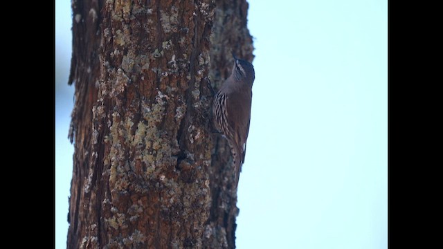 White-browed Treecreeper - ML643408065