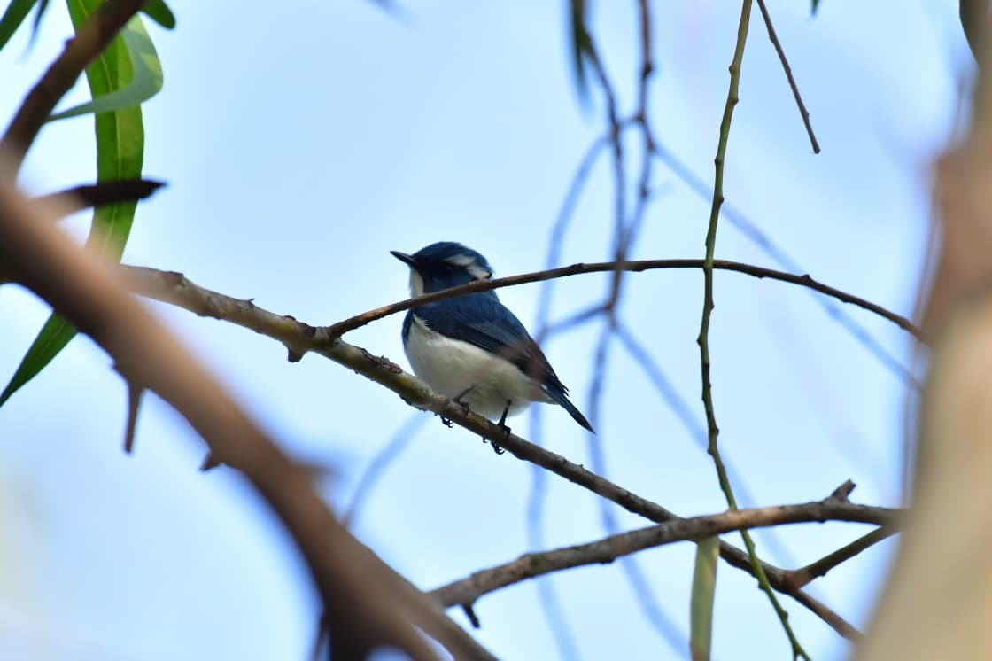 Ultramarine Flycatcher - ML643408069