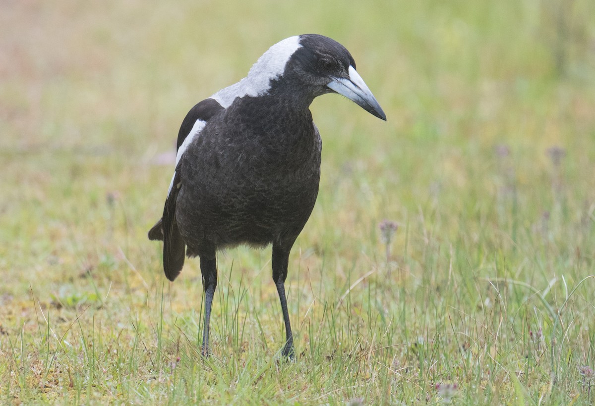 Australian Magpie - ML643408070