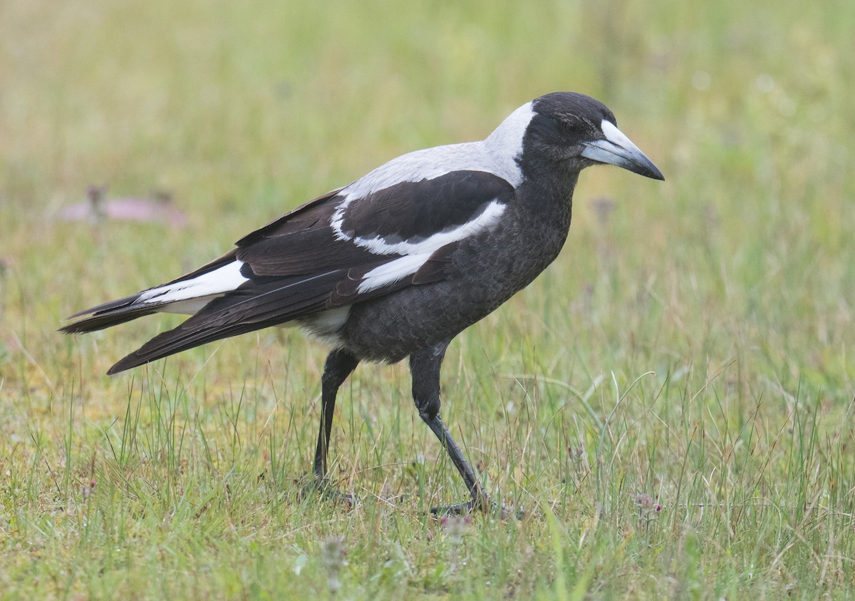 Australian Magpie - ML643408073