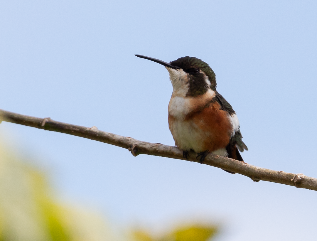 Colibri de Mulsant - ML643408074