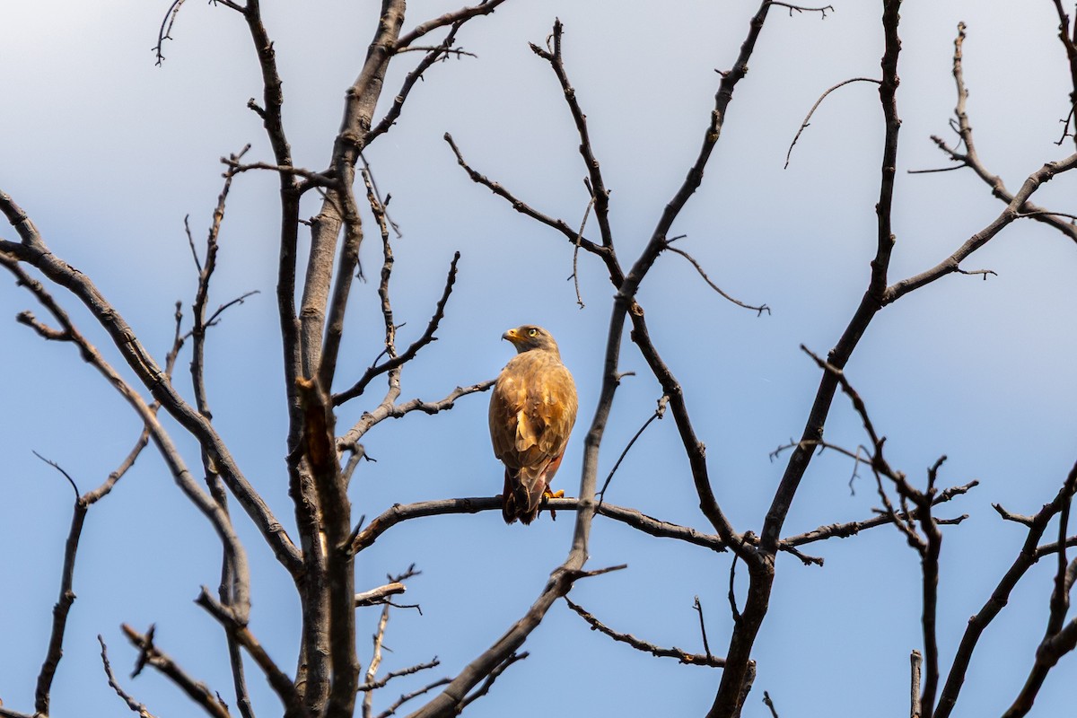 Rufous-winged Buzzard - ML643408077
