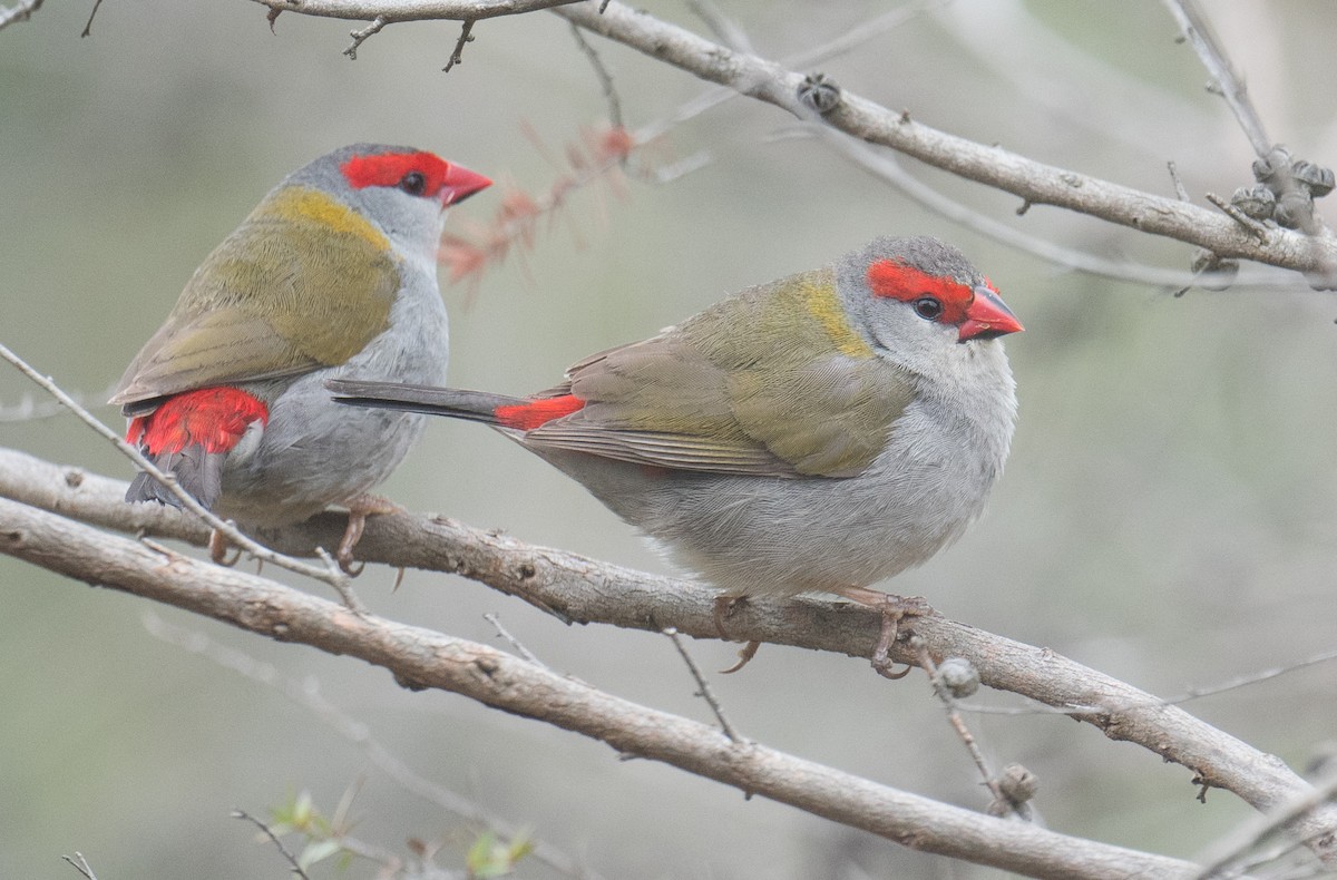 Red-browed Firetail - ML643408084