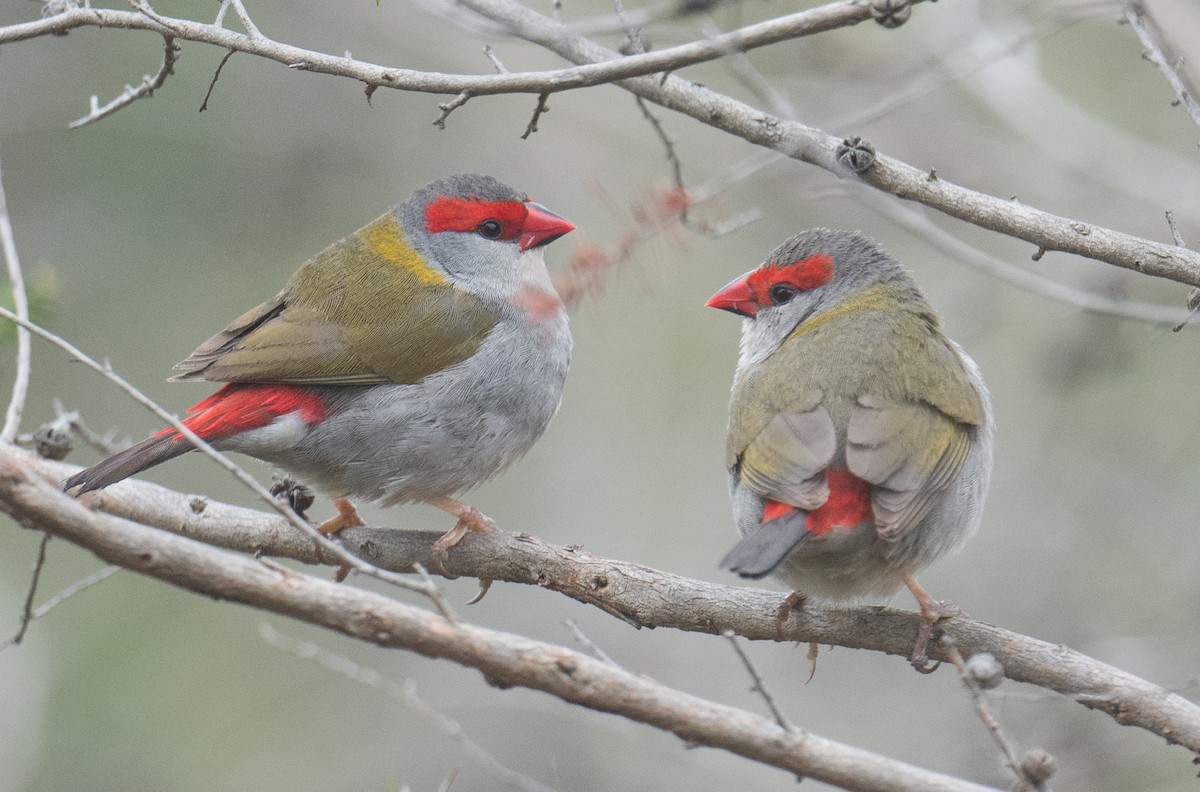 Red-browed Firetail - ML643408086