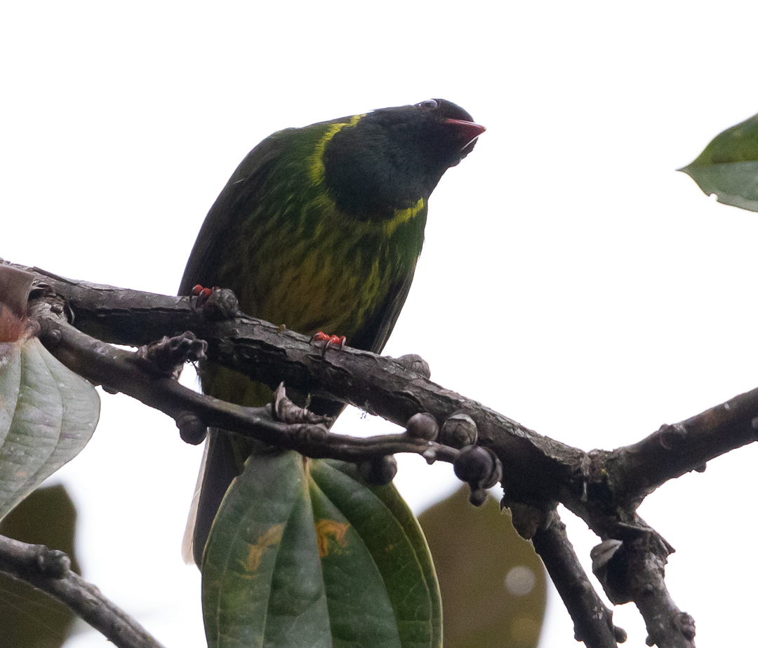 Cotinga vert et noir - ML643408089