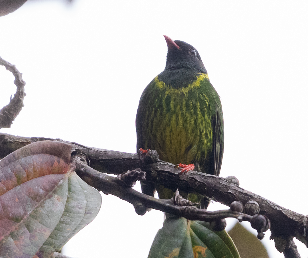 Cotinga vert et noir - ML643408090
