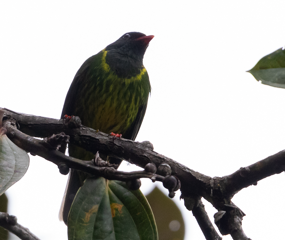 Cotinga vert et noir - ML643408091