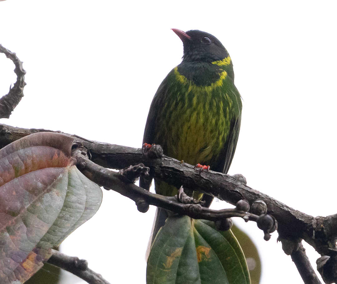 Cotinga vert et noir - ML643408092