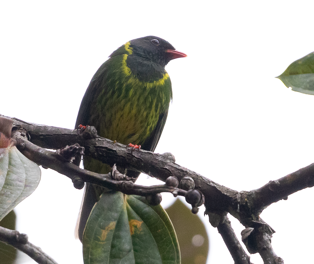 Cotinga vert et noir - ML643408093