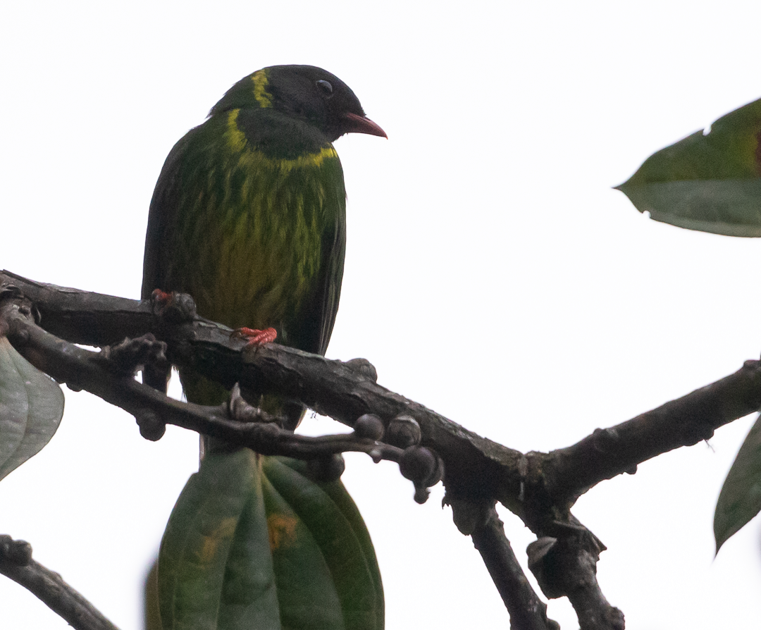 Cotinga vert et noir - ML643408094