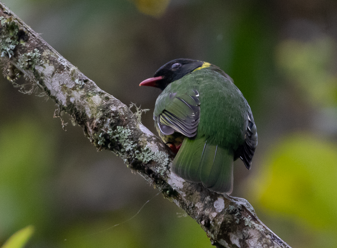 Cotinga vert et noir - ML643408095