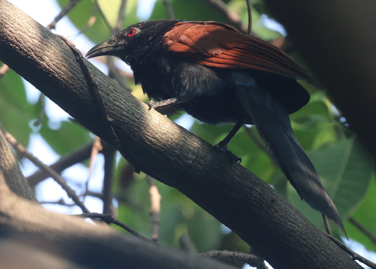 Greater Coucal - ML643408096