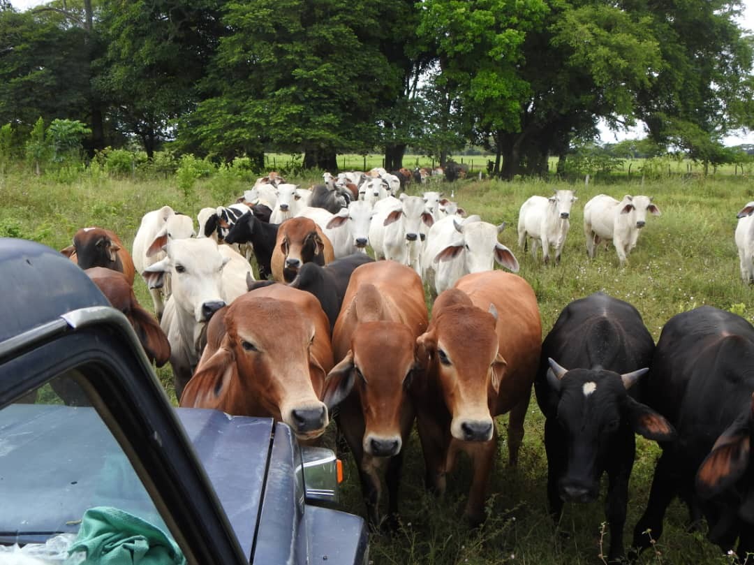 Animals - ML643408113