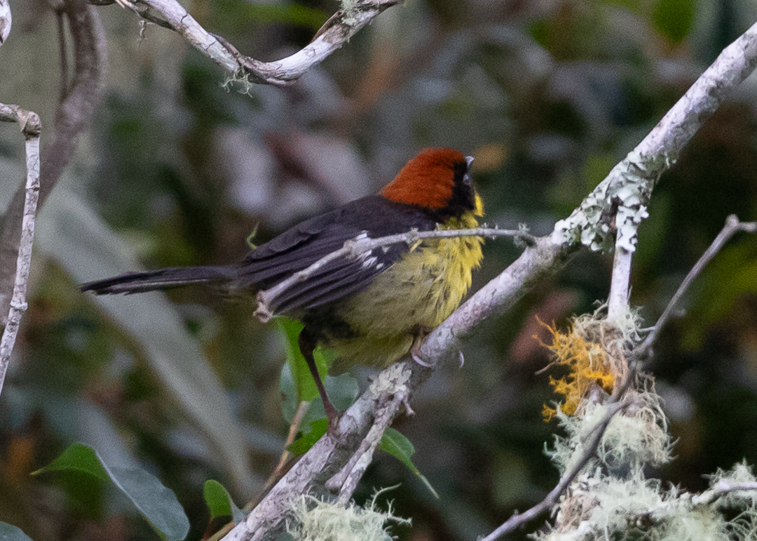 Atlapetes Pechiamarillo - ML643408115