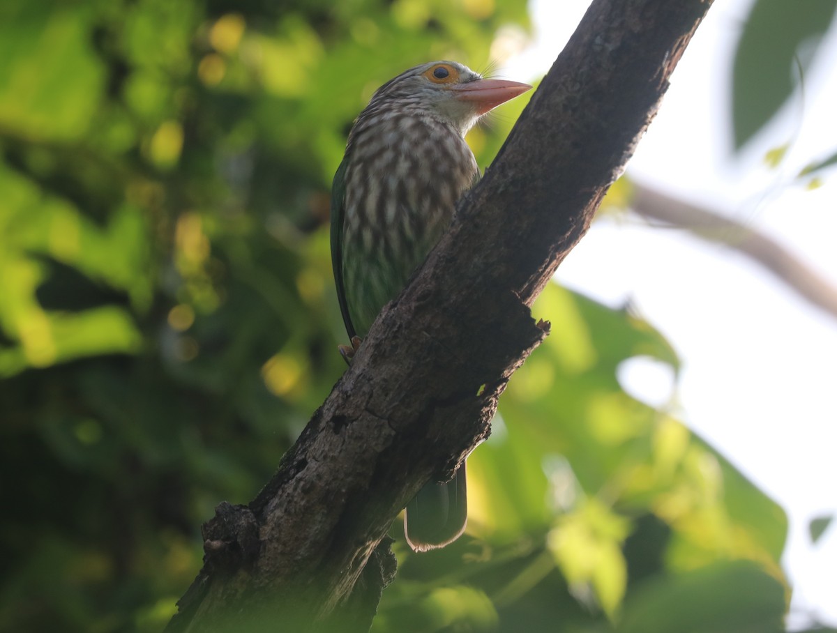 Lineated Barbet - ML643408116