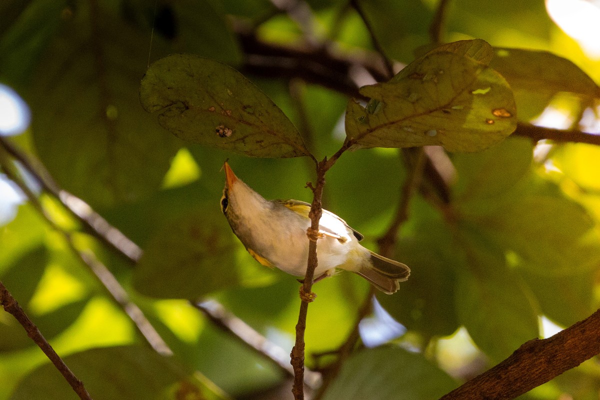 Eastern Crowned Warbler - ML643408129
