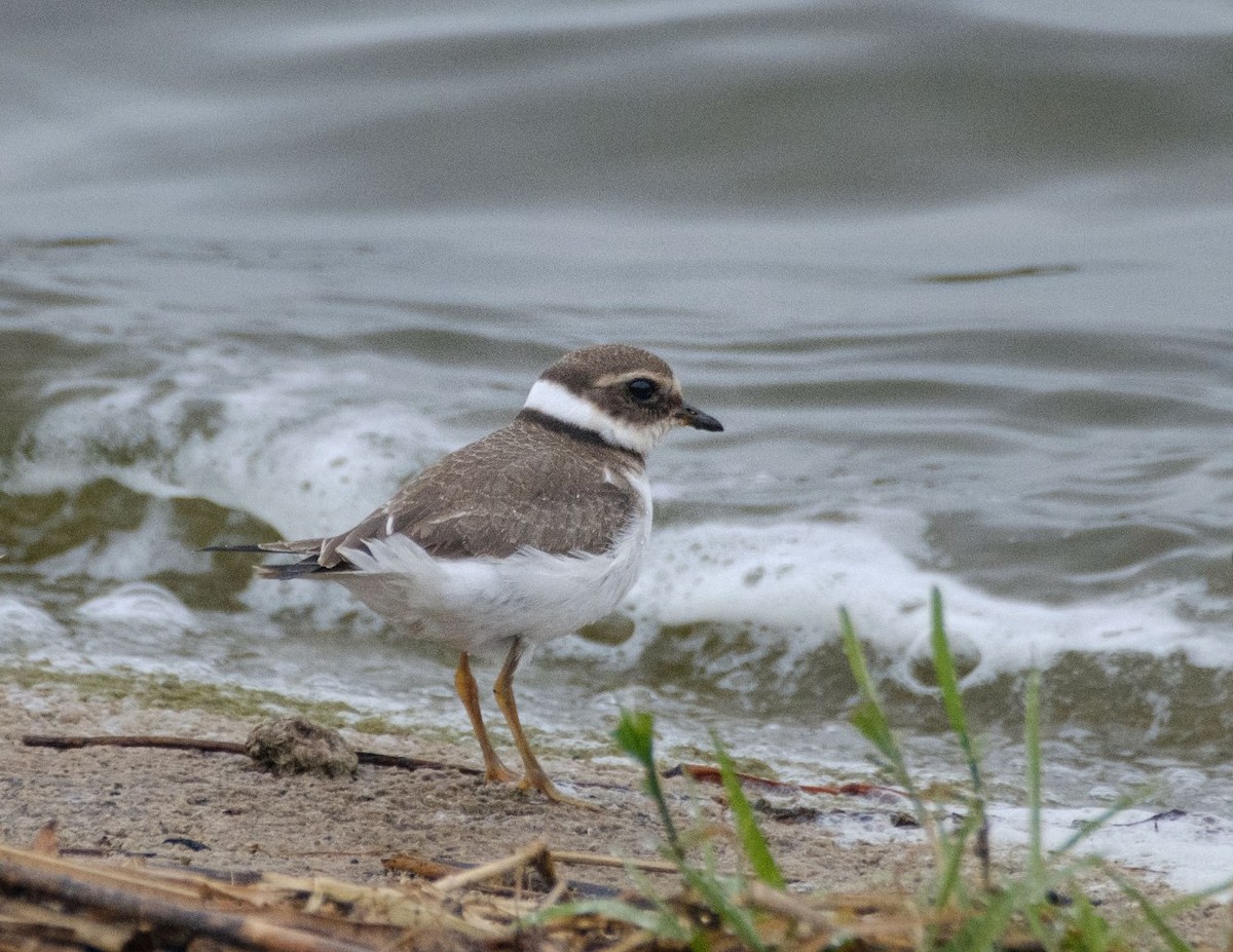 Common Ringed Plover - ML643408138