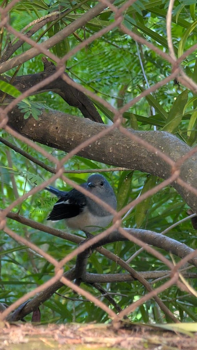 Oriental Magpie-Robin - ML643408139