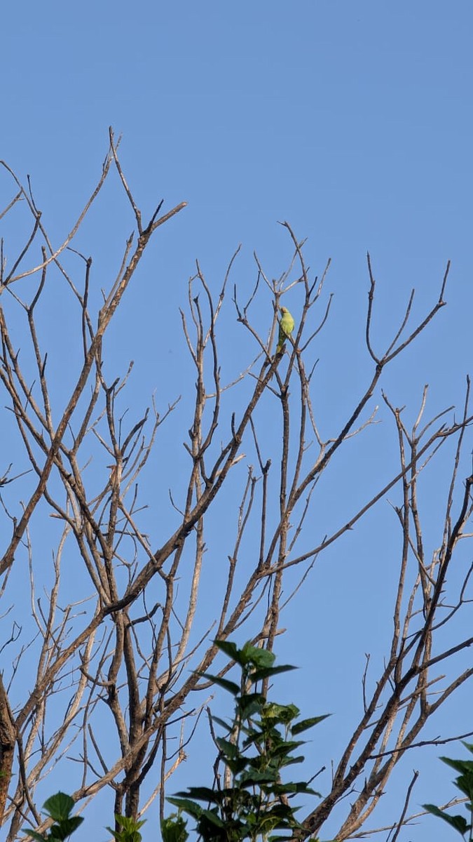 Rose-ringed Parakeet - ML643408145