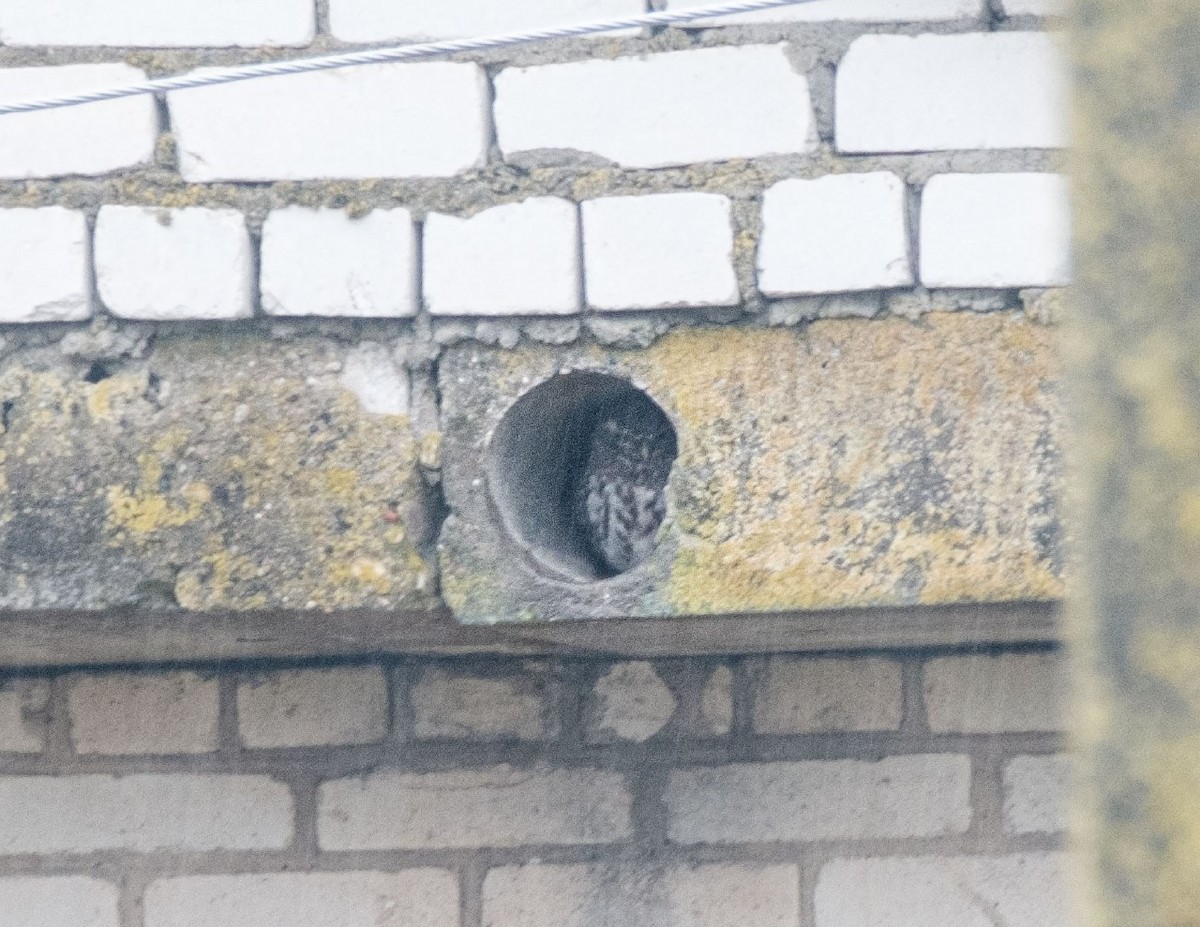 Little Owl - ML643408146