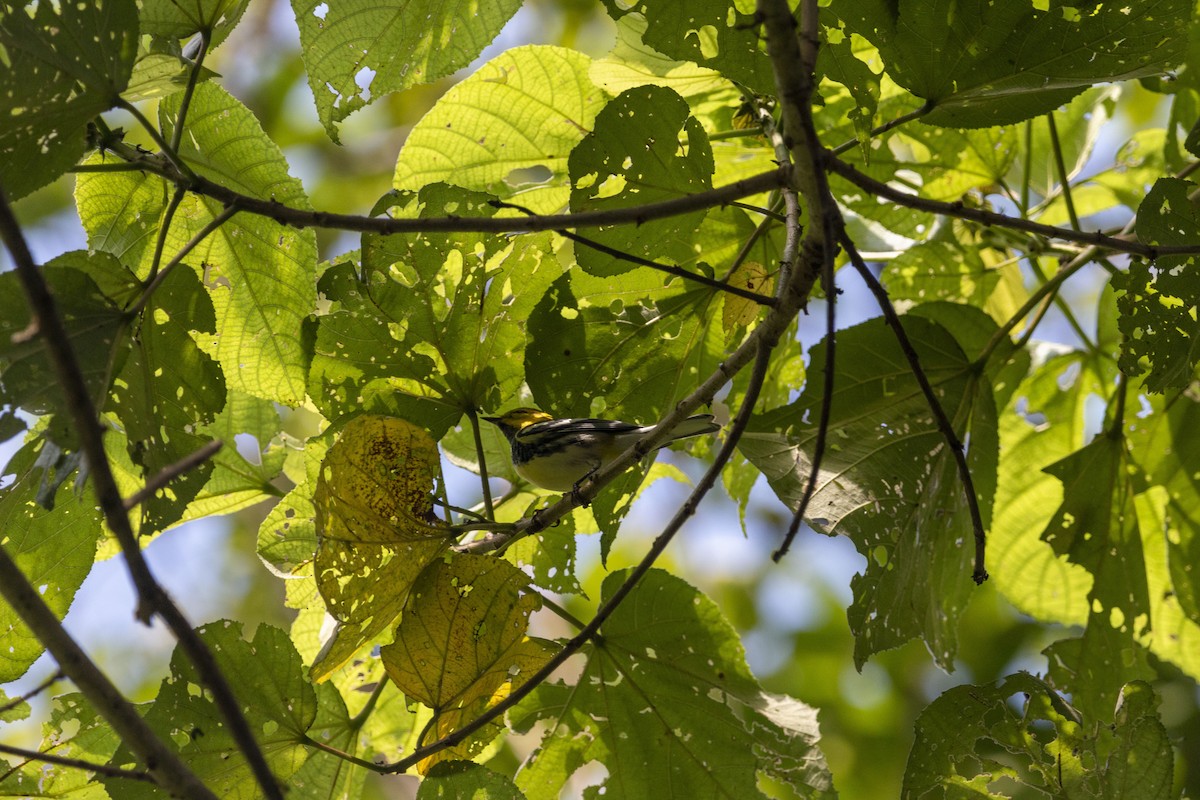 Black-throated Green Warbler - ML643408148
