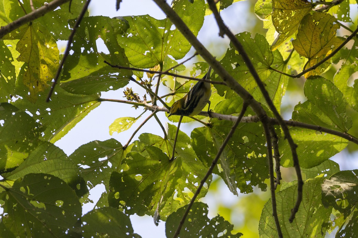 Black-throated Green Warbler - ML643408149