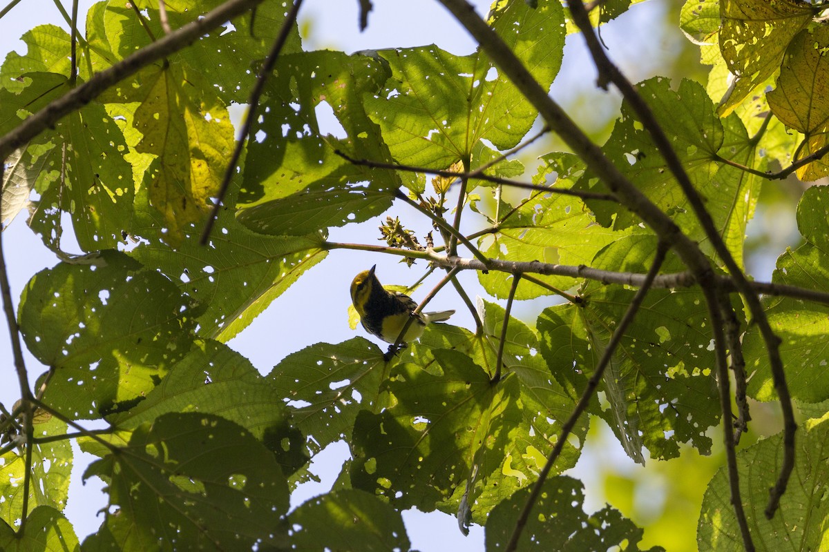 Black-throated Green Warbler - ML643408150