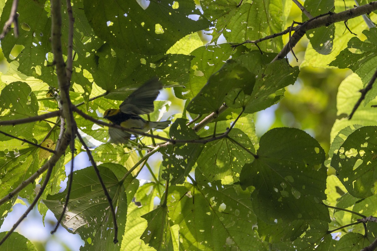Black-throated Green Warbler - ML643408151