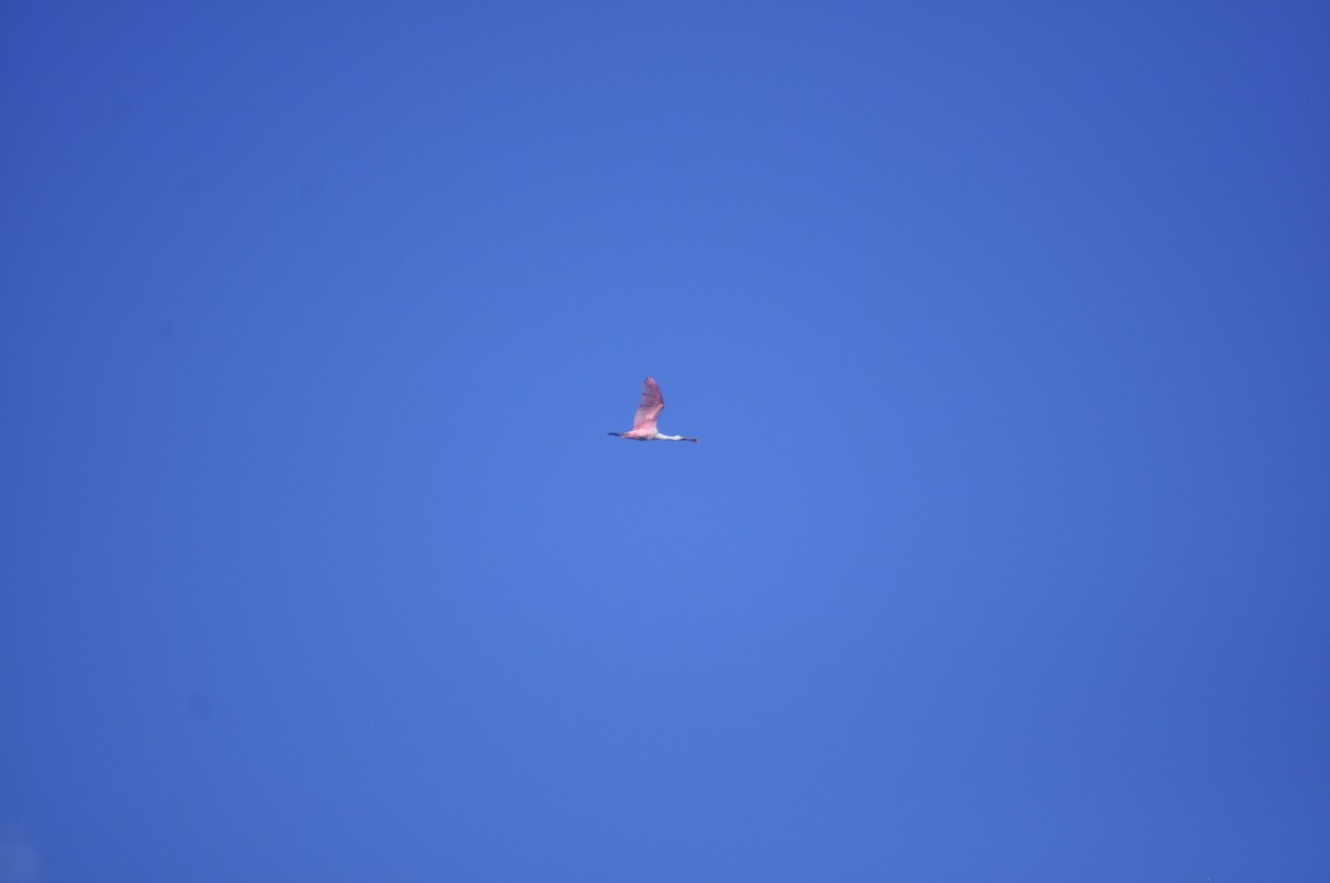 Roseate Spoonbill - ML643408164