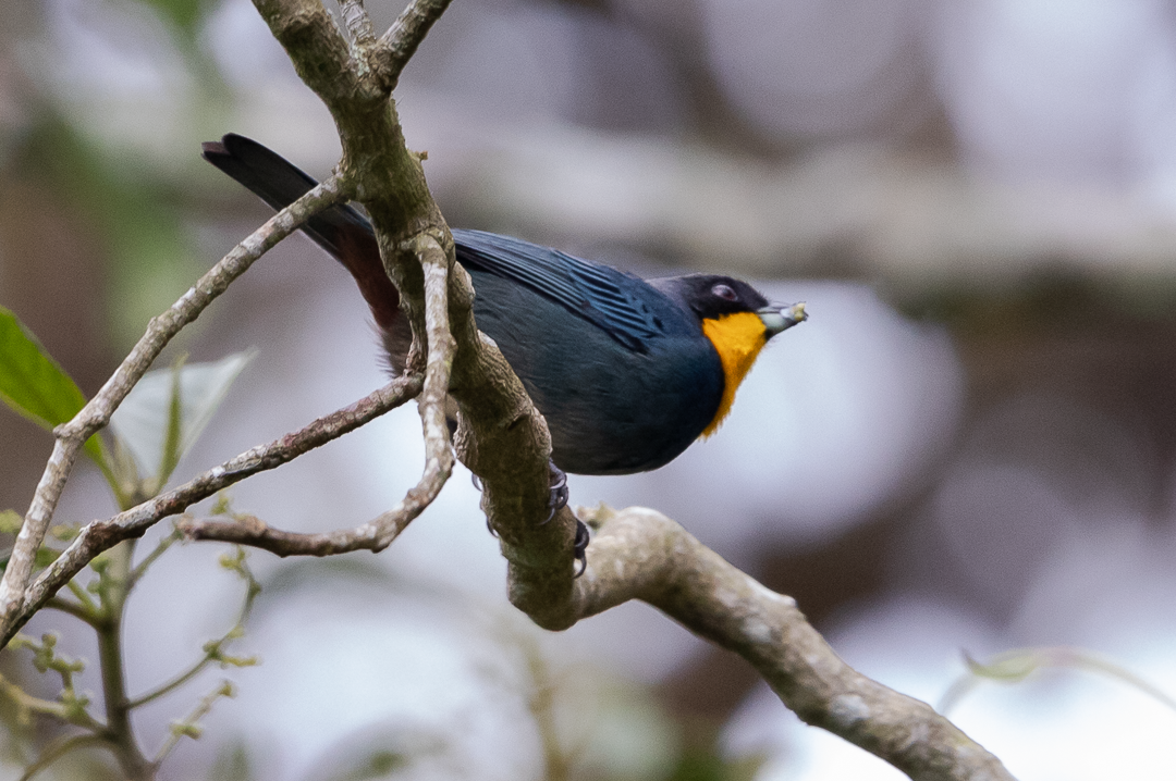 Tangara Capiazul - ML643408170