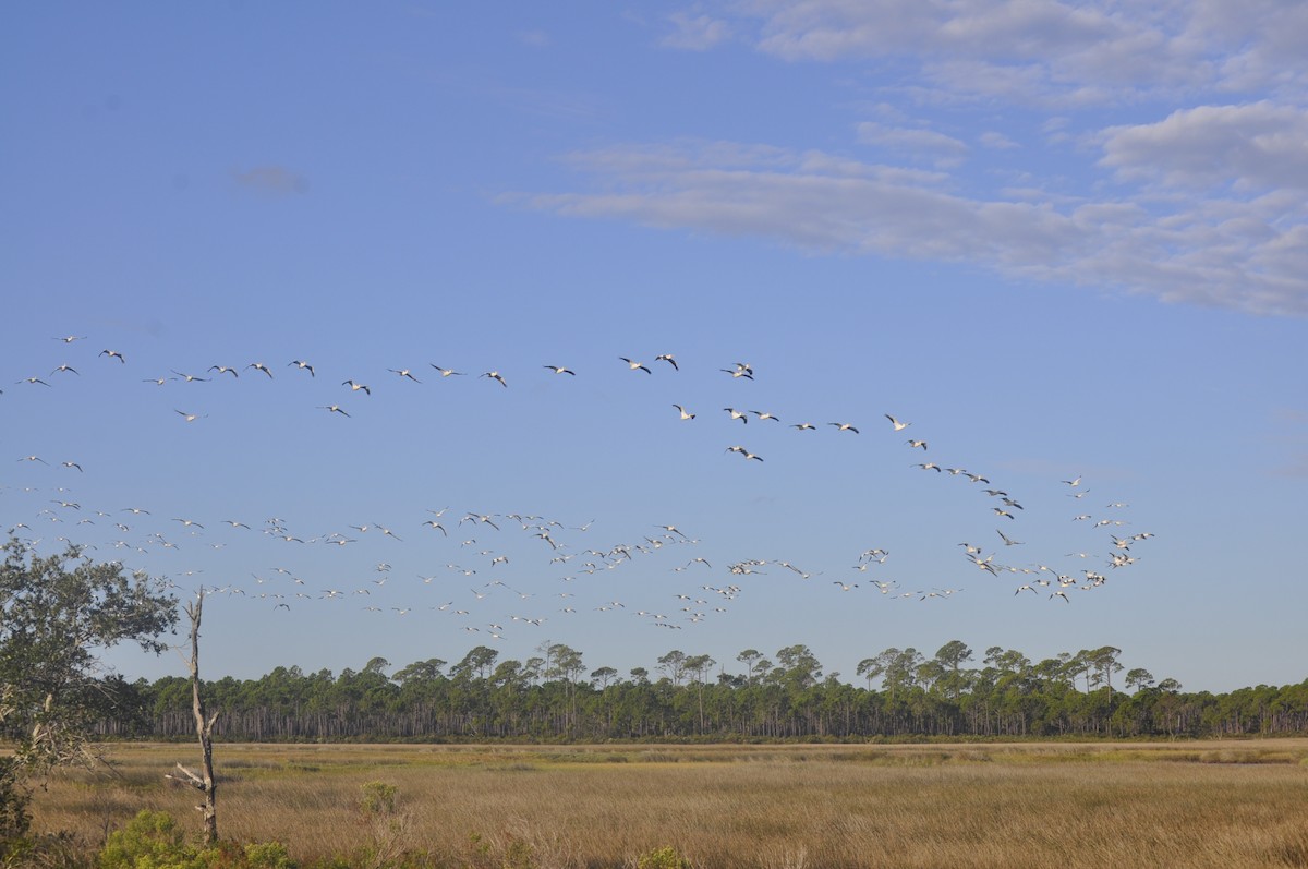 American White Pelican - ML643408172