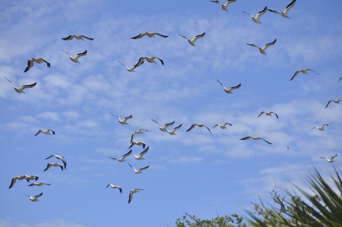 American White Pelican - ML643408173